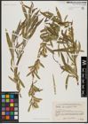 Foto von Salix acmophylla Boiss.